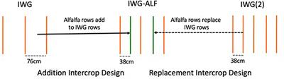 How the Nitrogen Economy of a Perennial Cereal-Legume Intercrop Affects Productivity: Can Synchrony Be Achieved?